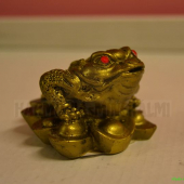 Žaba zlatá 